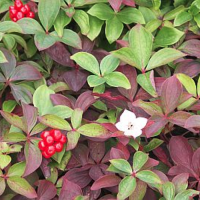 Дерен Канадский Дерен Канадский - Dolina-Sad.Ru