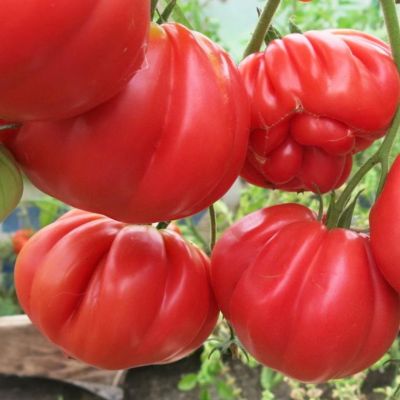 Томат Веселый сосед автор. Томат Веселый сосед автор. - Dolina-Sad.Ru