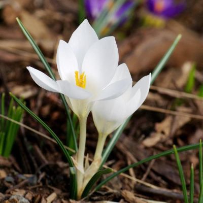 Крокус МИСС ВЕЙН за рубль Крокус МИСС ВЕЙН за рубль фото