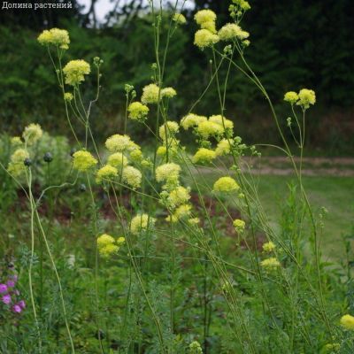 Василистник желтый сизый - Dolina-Sad.Ru