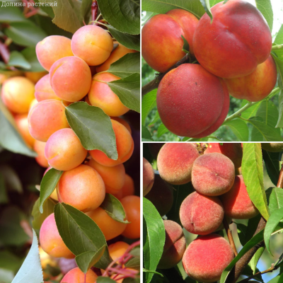 Комплект саженцев Летних фруктов Комплект саженцев Летних фруктов - Dolina-Sad.Ru