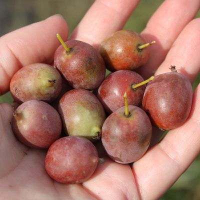 Актинидия остролистная Кенс Ред Актинидия остролистная Кенс Ред фото