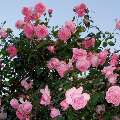 Роза Корал Даун Роза Корал Даун - Dolina-Sad.Ru