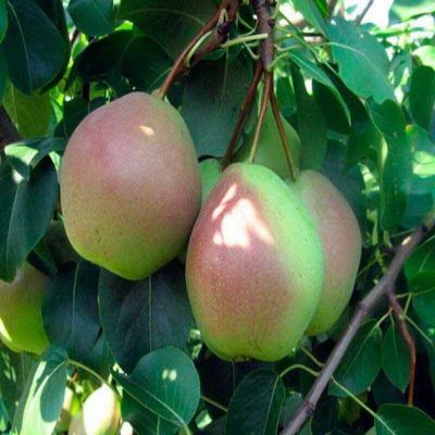 Груша Сибирячка Груша Сибирячка - Dolina-Sad.Ru