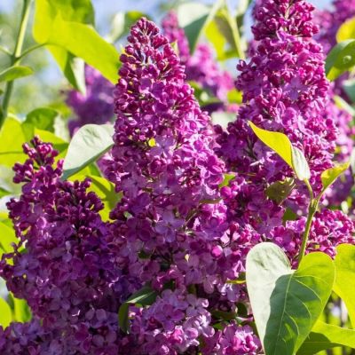 Сирень обыкновенная Маршал Фош, С2 Сирень обыкновенная Маршал Фош, С2 - Dolina-Sad.Ru