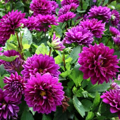 Георгина Пурпл Флейм Георгина Пурпл Флейм - Dolina-Sad.Ru