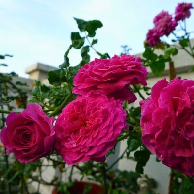 Роза Штамбовая Кейт Роза Штамбовая Кейт - Dolina-Sad.Ru