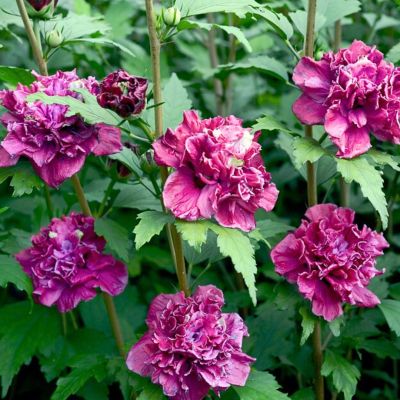 Гибискус сирийский Френч Кабарет Ред - Dolina-Sad.Ru