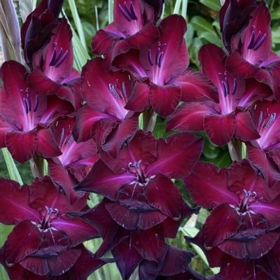 Гладиолус Шака Зулу - Dolina-Sad.Ru