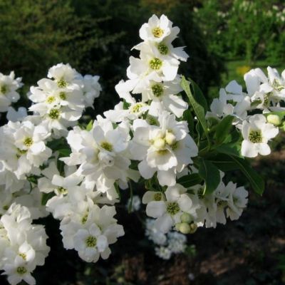 Экзохорда кистистая Экзохорда кистистая фото