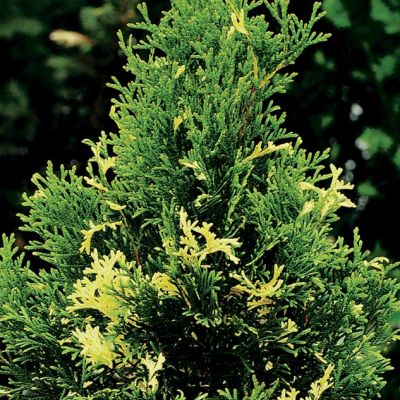 Туя западная Вайт Смарагд Туя западная Вайт Смарагд фото