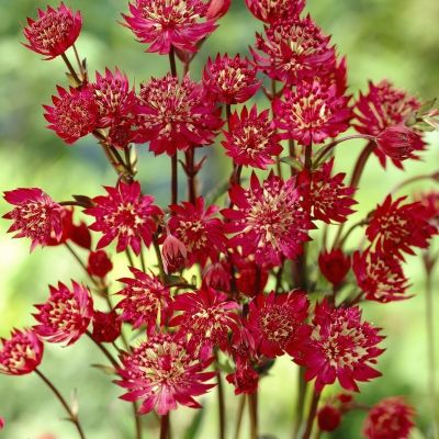 Астранция крупная Кларет - Dolina-Sad.Ru