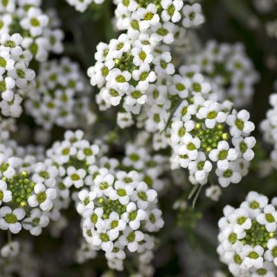 Лобулярия Снежный ковер морская Лобулярия Снежный ковер морская - Dolina-Sad.Ru