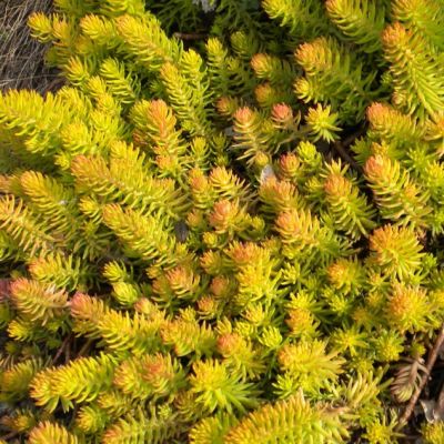 Седум отогнутый Ангелина , P9 Седум отогнутый Ангелина , P9 фото