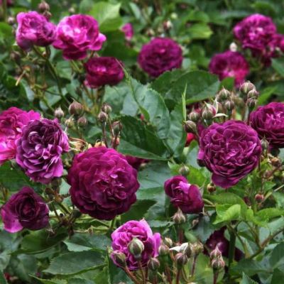 Роза Блю Маджента Роза Блю Маджента - Dolina-Sad.Ru