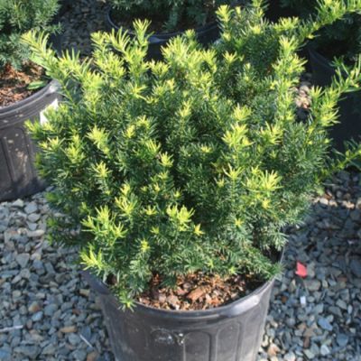 Тиc средний Дензиформис Тиc средний Дензиформис - Dolina-Sad.Ru