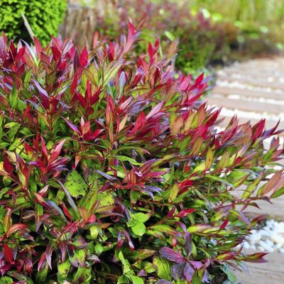 Леукотоэ аксиларис Ред Липс Леукотоэ аксиларис Ред Липс - Dolina-Sad.Ru