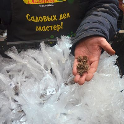 Ранункулюс Еллоу Ранункулюс Еллоу фото