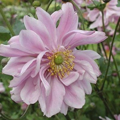 Анемона гибридная Леди Гилмор Анемона гибридная Леди Гилмор - Dolina-Sad.Ru