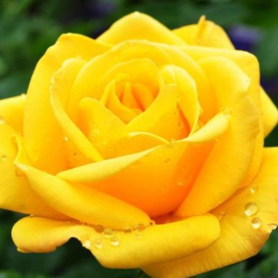 Роза Прада Роза Прада - Dolina-Sad.Ru