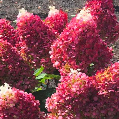 Гортензия метельчатая Ред Вельвет Гортензия метельчатая Ред Вельвет - Dolina-Sad.Ru