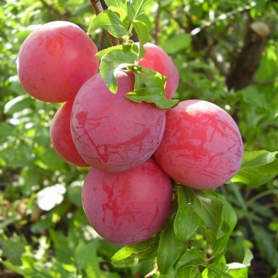 Слива Скороспелка Красная Слива Скороспелка Красная - Dolina-Sad.Ru