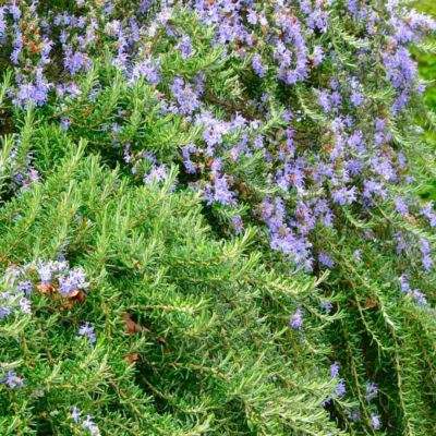 Розмарин лекарственный Корсикан Блю Розмарин лекарственный Корсикан Блю - Dolina-Sad.Ru