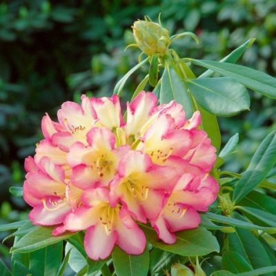 Рододендрон Роберт де Белдер Рододендрон Роберт де Белдер фото