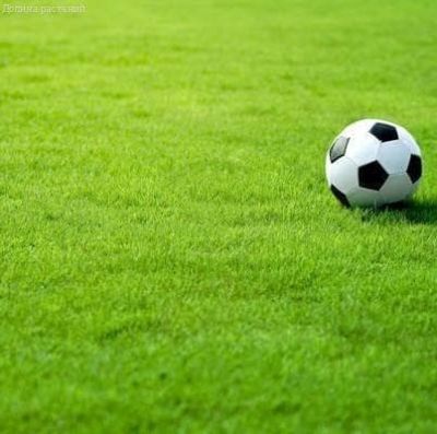 Травосмесь газонная Спортивная Зеленая Русь Травосмесь газонная Спортивная Зеленая Русь фото