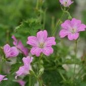 Герань оксфордская Каридж Друс Герань оксфордская Каридж Друс - Dolina-Sad.Ru