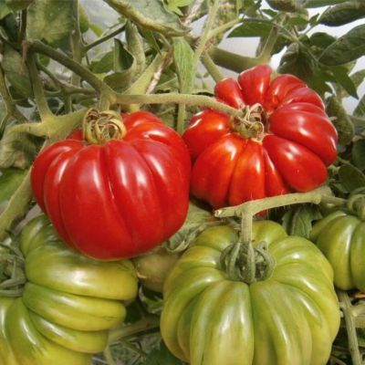 Томат Веселый сосед автор. Томат Веселый сосед автор. - Dolina-Sad.Ru