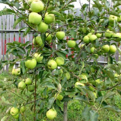 Яблоня Грэнни Смит Яблоня Грэнни Смит - Dolina-Sad.Ru