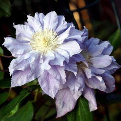 Клематис Азур Болл Клематис Азур Болл фото