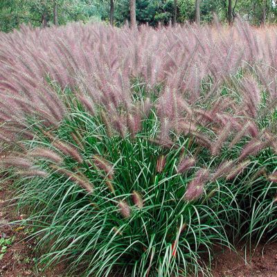 Пеннисетум лисохвостный Ред Хэд Пеннисетум лисохвостный Ред Хэд - Dolina-Sad.Ru