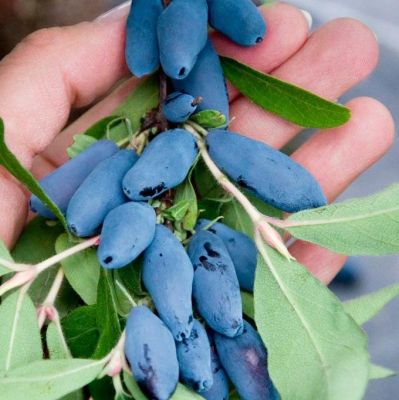 Жимолость Аврора - Dolina-Sad.Ru