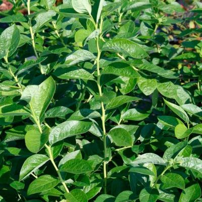 Голубика Блюджей (Высокорослая) Голубика Блюджей (Высокорослая) - Dolina-Sad.Ru