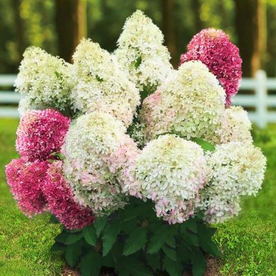 Гортензия метельчатая Роял Флауэр - Dolina-Sad.Ru