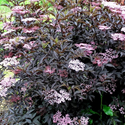 Бузина черная Корсар Бузина черная Корсар фото