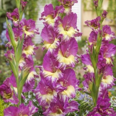 Гладиолус Фемме Файтал - Dolina-Sad.Ru