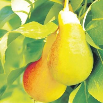 Груша Июньская Красавица Груша Июньская Красавица - Dolina-Sad.Ru
