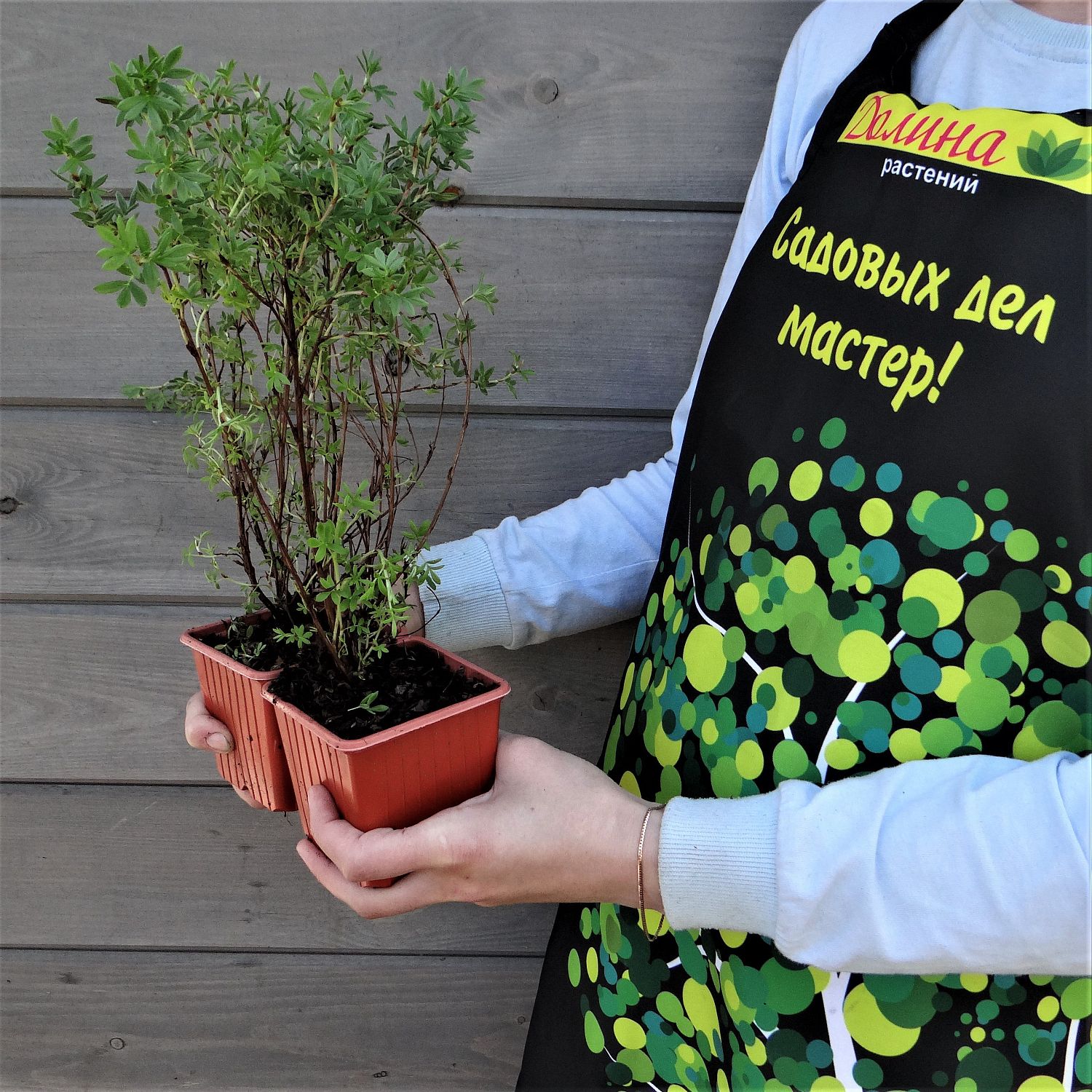 Лапчатка кустарниковая Маккейс Уайт Лапчатка кустарниковая Маккейс Уайт фото