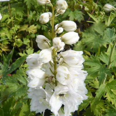 Дельфиниум "Эскалибур Пур Вайт" фото