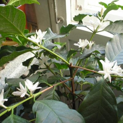 Кофе Арабика Кофе Арабика фото