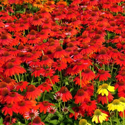 Эхинацея Сомбреро Сангрита - Dolina-Sad.Ru