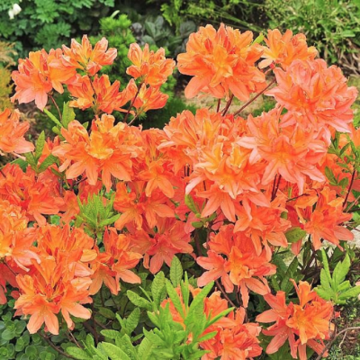 Рододендрон японский лососевый Рододендрон японский лососевый - Dolina-Sad.Ru