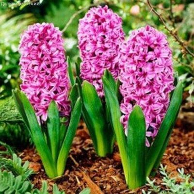 Гиацинт Мисс Сайгон Гиацинт Мисс Сайгон фото