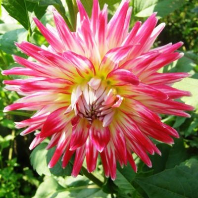 Георгина Ча Ча Георгина Ча Ча фото