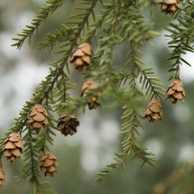 Тсуга канадская Тсуга канадская - Dolina-Sad.Ru