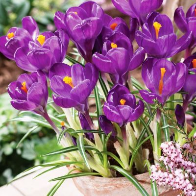 Крокус Флавер Рэкорд Крокус Флавер Рэкорд фото