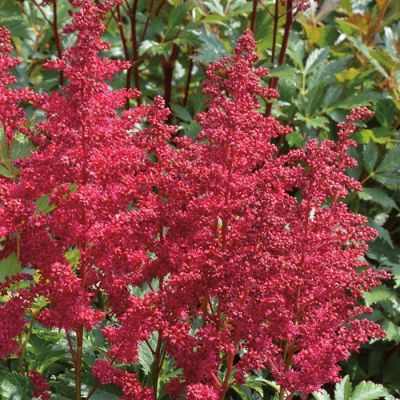 Астильба Ловландс Руби Ред - Dolina-Sad.Ru